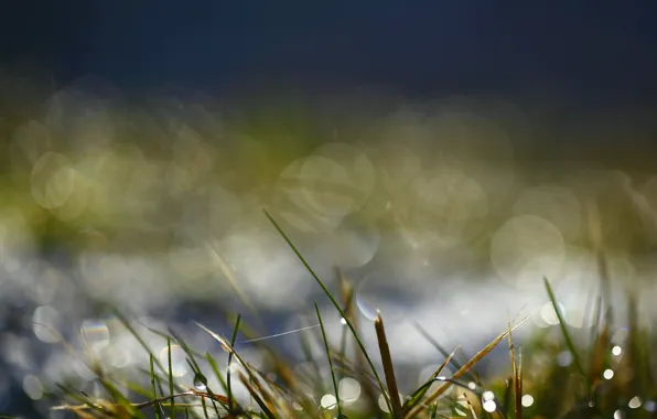 Picture greens, water, drops, macro, Rosa, glare, Grass, morning