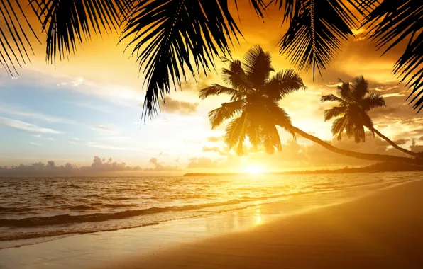 Picture sand, sea, beach, sunset, tropics, palm trees, shore, summer