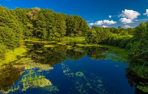 Greens, forest, summer, the sky, the sun, clouds, trees, pond