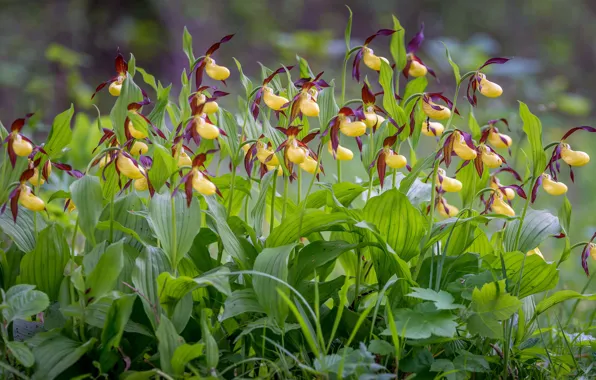 Picture greens, leaves, flowers, yellow, glade, a lot, Orchid, wild