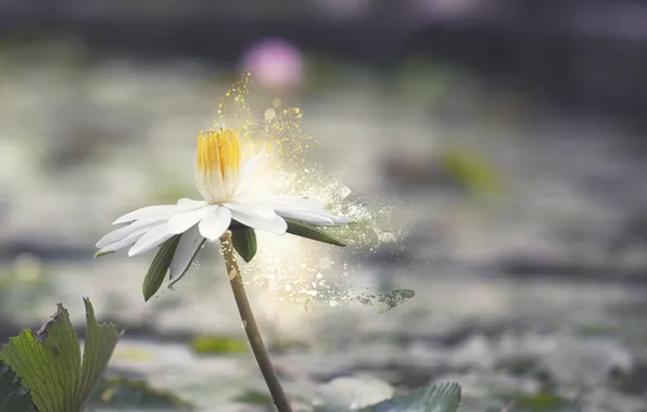 Leaves, water, flowers, nature, flowering, water Lily