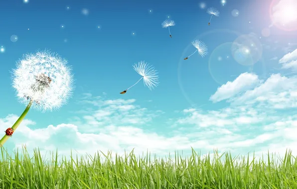 Field, the sky, landscape, dandelion