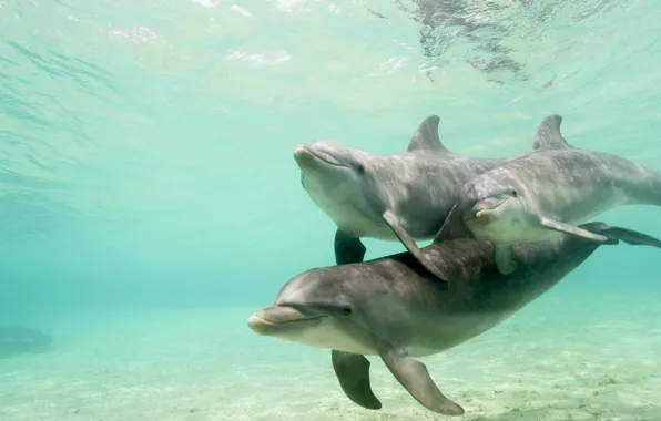 Picture water, pack, dolphins, underwater world