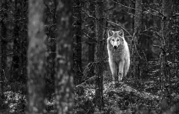 Picture nature, monochrome, predator, animal, wolf, Finland, wildlife, portrait