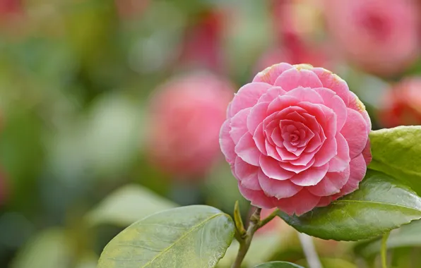 Picture macro, beauty, Camellia