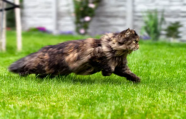 Picture cat, summer, grass, cat, running, walk
