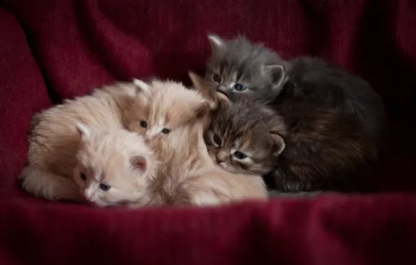 Kittens, sleep, beautiful background