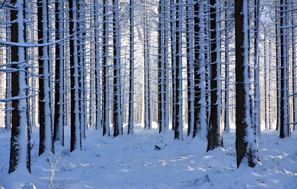 Picture winter, forest, snow, trees