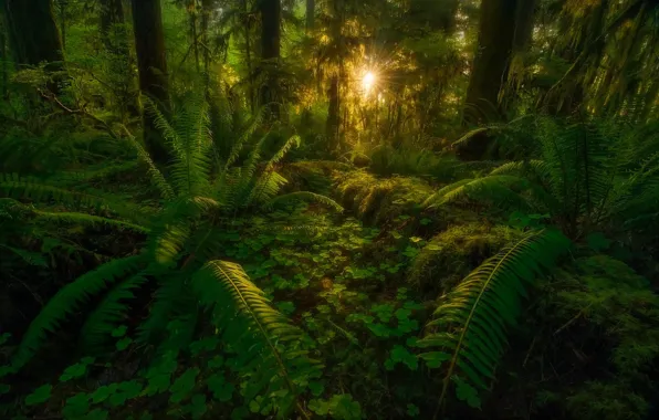 Forest, leaves, rays, trees, nature, jungle