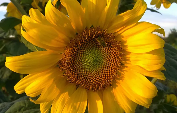 Summer, bee, sunflower