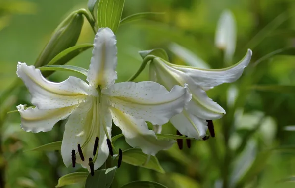 Picture Lily, petals, white, Lily Stargeyzer