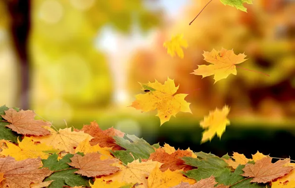 Picture photo, foliage, bokeh