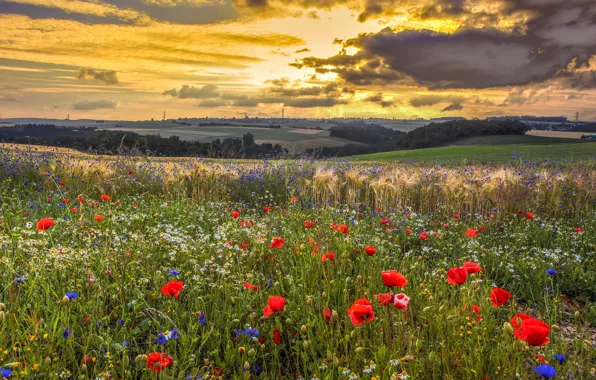 Picture summer, the sky, clouds, sunset, flowers, clouds, Maki, meadow