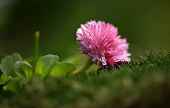 Grass, leaves, macro, flowers, nature, flora, Daisy, Nelia Rachkov
