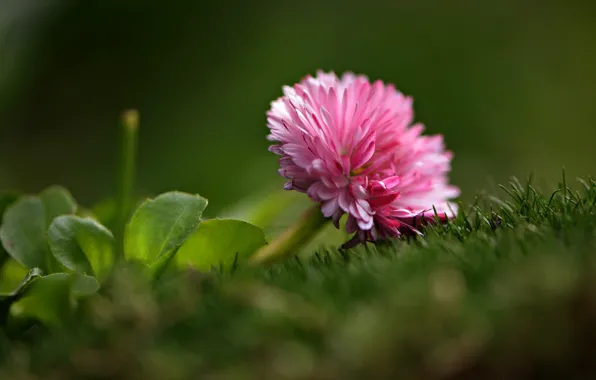 Picture flower, grass, leaves, macro, nature, flora, Daisy, Nelia Rachkov