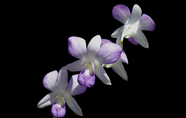 Picture macro, background, petals, Orchid, inflorescence