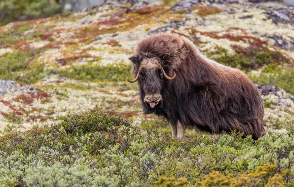 Picture language, look, nature, vegetation, bull, ezwebin