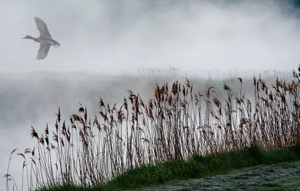 Picture fog, lake, reed, duck
