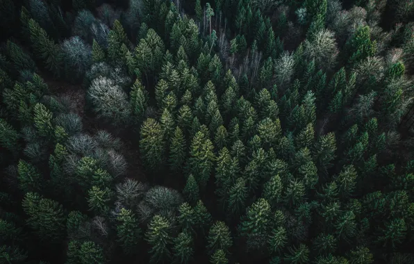 Forest, trees, nature, the view from the top