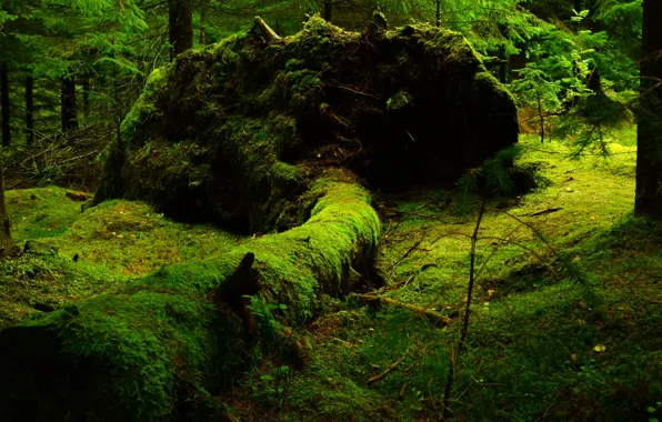 Picture forest, trees, nature, moss, trunk