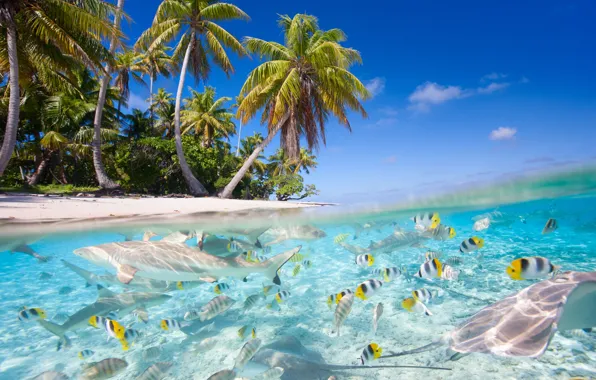 Picture sea, beach, fish, nature, tropics, palm trees, sharks