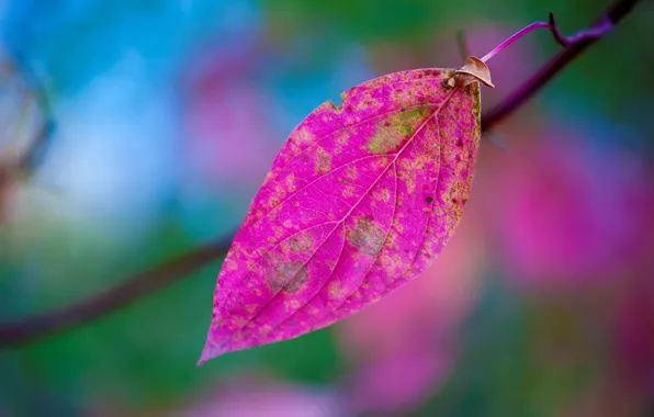 Picture autumn, nature, sheet, paint, branch