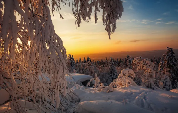 Winter, forest, light, snow, branches, nature, dawn, view