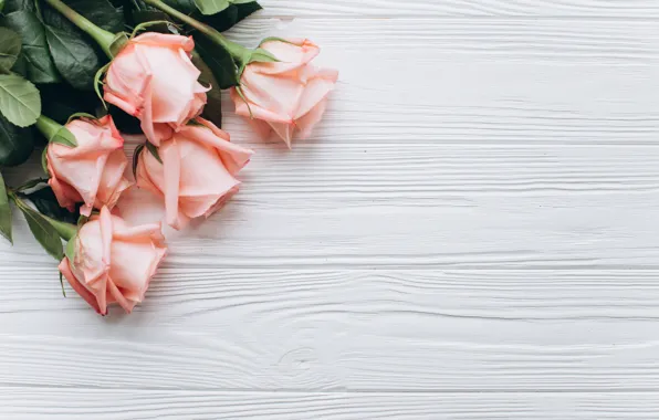 Flowers, roses, pink, buds, wooden background