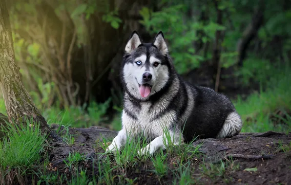 Picture look, dog, Siberian husk