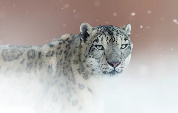 Picture look, background, portrait, Snow leopard, wild cat, IRBIS, Snow leopard