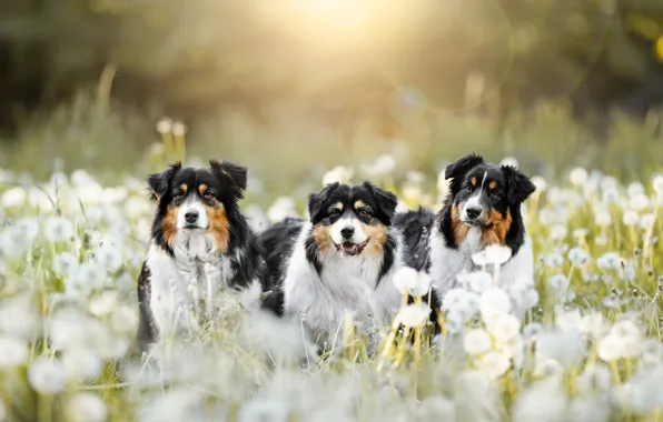 Field, dogs, look, face, light, nature, pose, glade