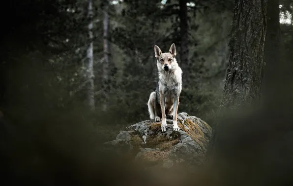 Forest, look, trees, nature, the dark background, stone, dog, sitting