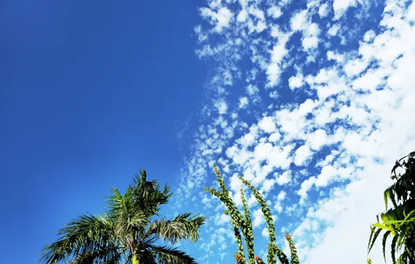 Nature, yellow, cloud, beautiful, tree, Suhart