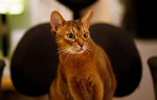 Picture cat, look, Abyssinian