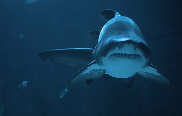 Picture predator, shark, depth