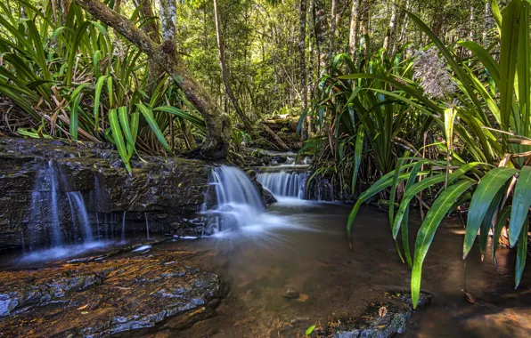 Picture forest, leaves, trees, waterfall, Australia, Queensland