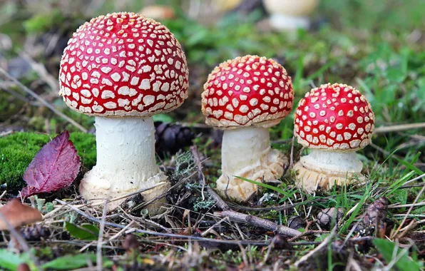Picture mushrooms, Amanita, trio, toadstool