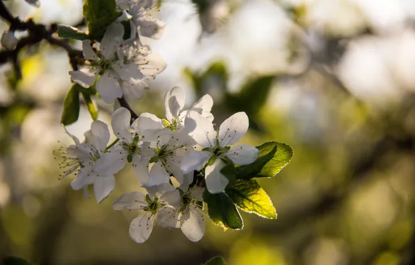 Picture macro, sunset, flowers, cherry, spring, the evening, blooms, Sunny
