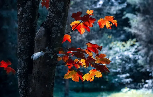 Autumn, leaves, branches, nature, tree, maple