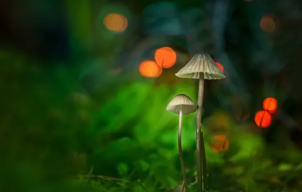 Mushrooms, a couple, bokeh, toadstool