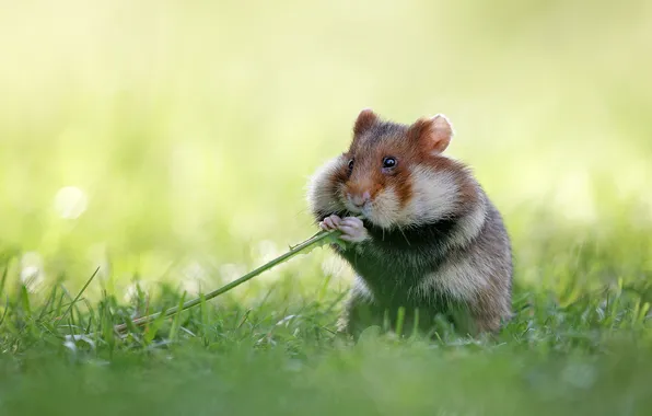 Grass, pose, glade, hamster, a blade of grass, rodent, meal, karbysh
