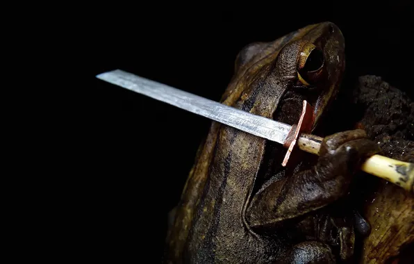 Frog, sword, black background, saber