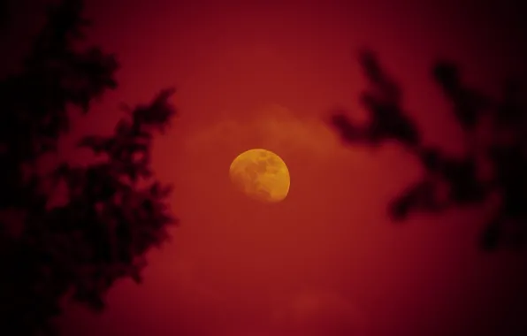 Picture the sky, trees, night, the moon, red moon