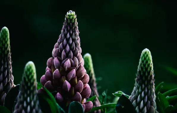 Macro, flowers, lupins