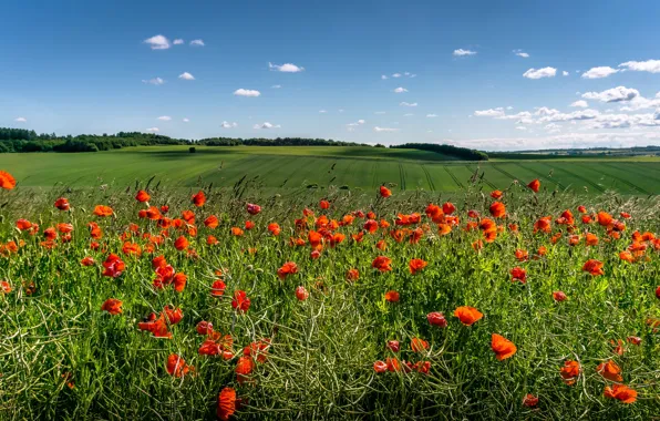 Picture greens, field, the sky, the sun, clouds, flowers, red, Maki