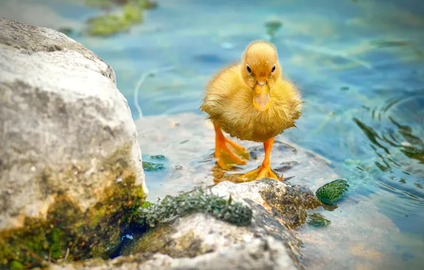 Picture bird, chick, duck, water, stones