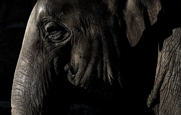 Eyes, elephant, ear, trunk