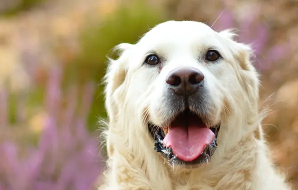 Picture language, white, dog, dog