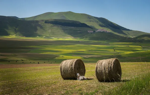 Field, grass, mountains, mood, hills, stay, field, dog