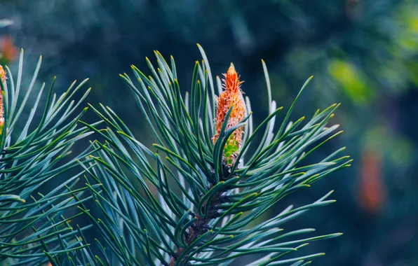 Spring, pine, spruce, twig